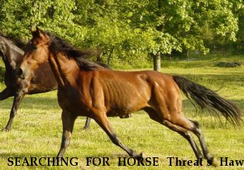 SEARCHING FOR HORSE Threat`s Hawk aka 'Romeo' Near Springville, AL, 35146
